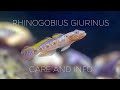 Rhinogobius giurinus - Care guide and info