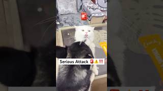 The final attack dog vs kitten￼ 🚨😾 #shorts #dog #husky #trendingsongs ￼