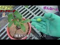 スモモを植える！ 李）鉢栽培、剪定、花、幼果、昨年夏～今年6月まで！【23年6月】