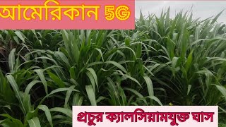 #guatemala #5G  American Guatemala hybrid ghash বেশি ফলন বেশি ক্যালসিয়াম #গুয়াতেমালা