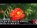 🌸메리골드 효능 10가지🌸 메리골드 먹는법 베리골드 부작용❤️메리골드 완벽정리❤️ 메리골드효능 메리골드먹는법 메리골드부작용