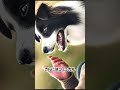 ボーダーコリーが最強すぎる。。。 最強 雑学 動物 犬 ボーダーコリー