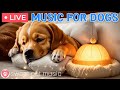 24/7 Psychological stability music for anxious dogs｜Separation Anxiety Music & Stress Relief Music