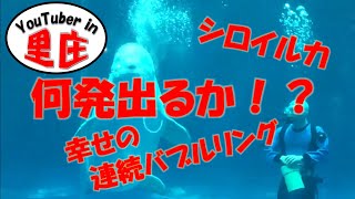 【癒し】シロイルカ　幸せの連続バブルリング　何発出るか！？　島根県立しまね海洋館アクアス　2018年