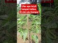 Ular daun,ular tlampar ula gadung.#petani #sorotan #petanimuda