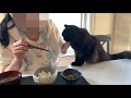 【しゃべる猫】妻娘が帰国して嬉しさのあまり一緒に食卓につく猫【しおちゃん】