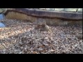 prairie dogs in a japanese zoo