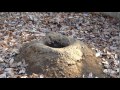 prairie dogs in a japanese zoo