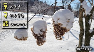 [들국화] 겨울을 맞이하는 식물의 자세 (2021년 02월 웹진)