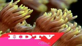 HDTV : Beautiful Nature - Deep Sea 1080p