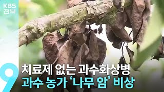 치료제 없는 과수화상병…확산 우려에 방제 비상 / KBS  2023.03.17.