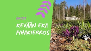 KEVÄÄN ENSIMMÄINEN PUUTARHAKIERROS 👩🏻‍🌾 -yllätyksiä ja iloja talven jälkeen