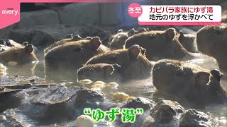 【「冬至」】カピバラ家族にゆず湯プレゼント  伊豆シャボテン動物公園