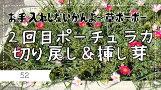 【草ボーボー】２回目ポーチュラカ切り戻し＆挿し芽【お手入れ】