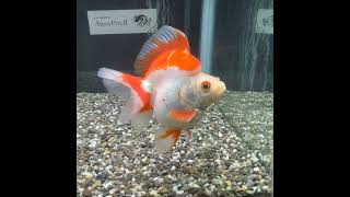 ブロードテール琉金　11cm #金魚 #琉金 #goldfish