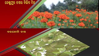 Krushi Darshan || ଢେଙ୍କାନାଳ ମଗଜି ଲଡୁ  || Magazi Ladoo of Dhenkanal