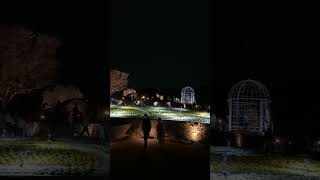 東山動植物園 夜間開園！「 お花畑」の様子。2024年4月上旬、リニューアル直後。桜のライトアップと合わせて。丘に広がるお花畑が光で照らされています。　#東山動植物園 #夜間開園 #東山動植物園お花畑