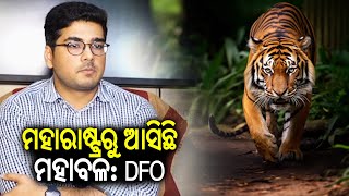 Tiger spotted roaming in Odisha's Ganjam; Watch DFO's reaction || Kalinga TV