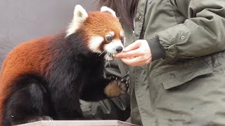 レッサーパンダ　ずんくん　飼育員さんにリンゴもらっています　【東山動植物園】