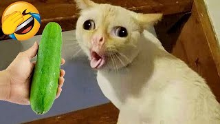 Funniest Animals 😄 New Funny Cats and Dogs s 😹🐶 Part 6