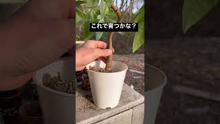 観葉植物パキラの植え替えと根の整理　#多肉植物