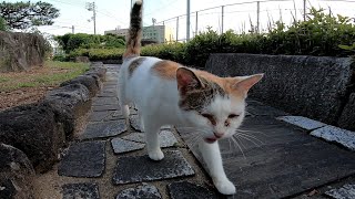 野良猫が何か言いながらモフられに来た