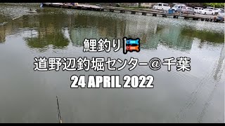 【鯉釣り】道野辺釣堀センター＠千葉（2022年4月24日）