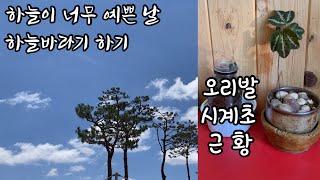 오리발시계초 여러분들 것은 안전합니까?