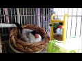 ねむねむ～　9歳文鳥の介護 195.9year old java sparrow.