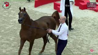 N 267 AL ABTER   Sharjah International Arabian Horse Festival 2023   Stallions 7 to 9 Yrs  Old Class