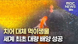 세계 최초 치어 대체 먹이생물 대량 배양 성공 (2024.12.1/뉴스데스크/MBC경남)