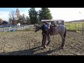 horse tack i how to saddle a horse