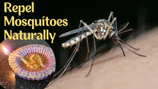 💯%ഈ ഒരു തിരി മതി കൊതുക് ഏഴയലത്ത് വരില്ല|Repel Mosquitoes Naturally