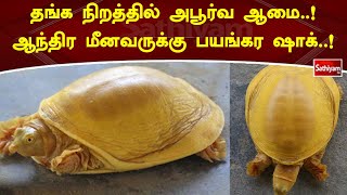 தங்க நிறத்தில் அபூர்வ ஆமை! ஆந்திர மீனவருக்கு பயங்கர ஷாக்! | SathiyamTV