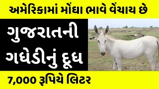 હાલારી ગધેડીના દૂધની ચારે બાજુ ડિમાન્ડ