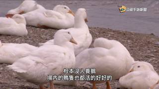 20170208 公視手語新聞 花蓮驚現H5N6 周邊養禽場禁屠宰銷售