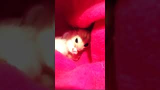 Mouse eating| mouse hiding | mouse 🐁🐁🐀 #short