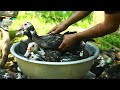 103.50$ harvesting 24 muscovy ducks 24 muscovy duck farming profit