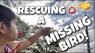 HOW TO RESCUE YOUR MISSING BIRD! 2 Sun conure parrots went missing for a day! (GREEN) | Murillo Bros