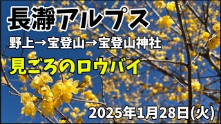 宝登山 長瀞アルプス ロウバイを見に行く！2025年1月28日