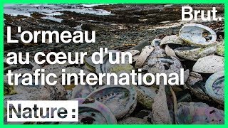 L'ormeau au cœur d'un trafic international