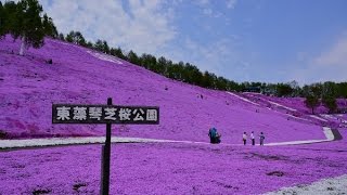 東藻琴芝桜公園満開2017/5/21