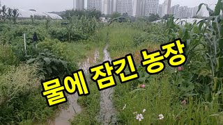 물에 잠긴 농장....장마비 계속....하늘의 뜻대로