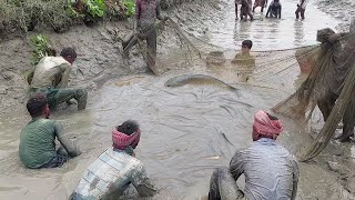 Wow!! Amazing \u0026 Best Snakehead Fish Catching in Dry Canal||প্রচুর শোল গজার মাছ ধরা