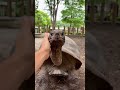 even though she’s pushing 150 years old edie is cuter than ever 🐢❤️ animals shorts cuteanimals