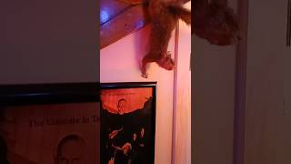 The Michigan Museum of Horror Part 3-Kelly's Wild Adventures #gargoyles squirrel #coffin  #mummy