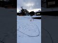 snow wan 癒し ラブラドールレトリバー 可愛い snowman