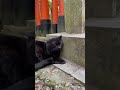 【伏見稲荷】黒猫クレヨさんにビビりまくる黒猫タマ　a black cat that is freaking out