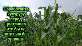 Состояние кукурузы спустя два месяца. Обязательная обработка перед цветением.