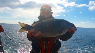 【たかはしチャンプ　グレ釣り大会（大島＆津島）】全般にグレの食い気が落ち気味、幸運に恵まれ優勝する事ができました。